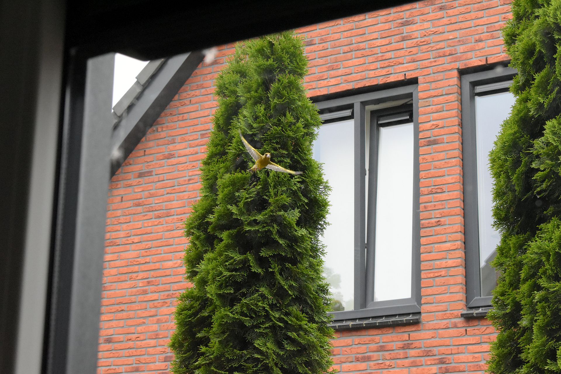 Een nest van Geelgors met vink?